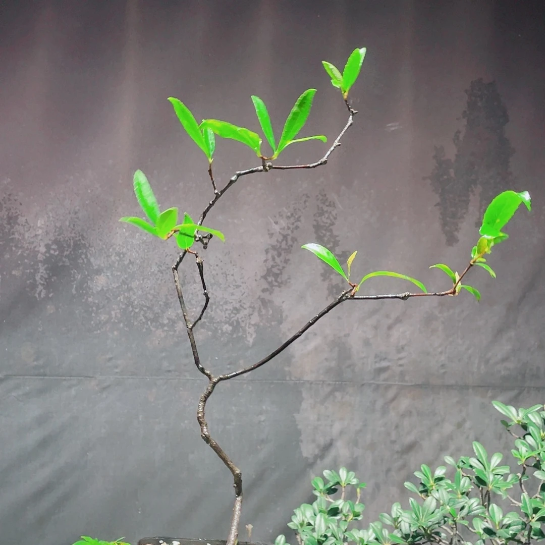 吉***子无花朵春花包邮哦哦哦