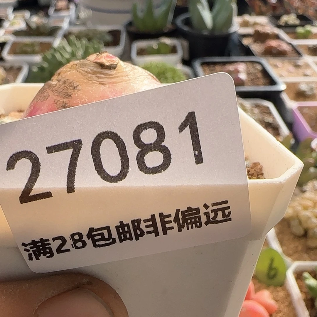 发****在28包邮脱土发货27081