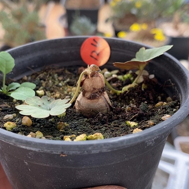 124肾叶洋葵一一一一一一一一一