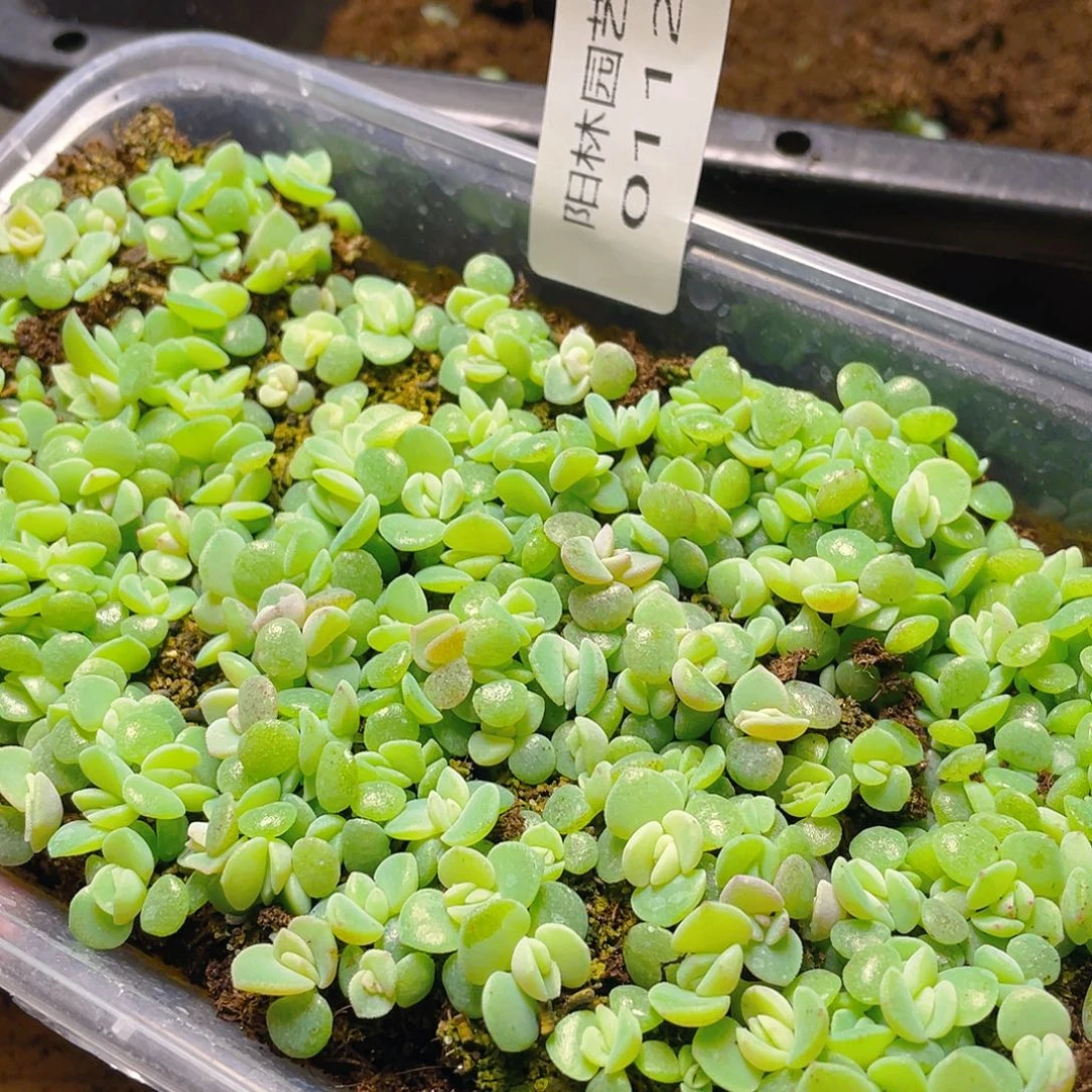 蔚***一多肉植物多肉植物112