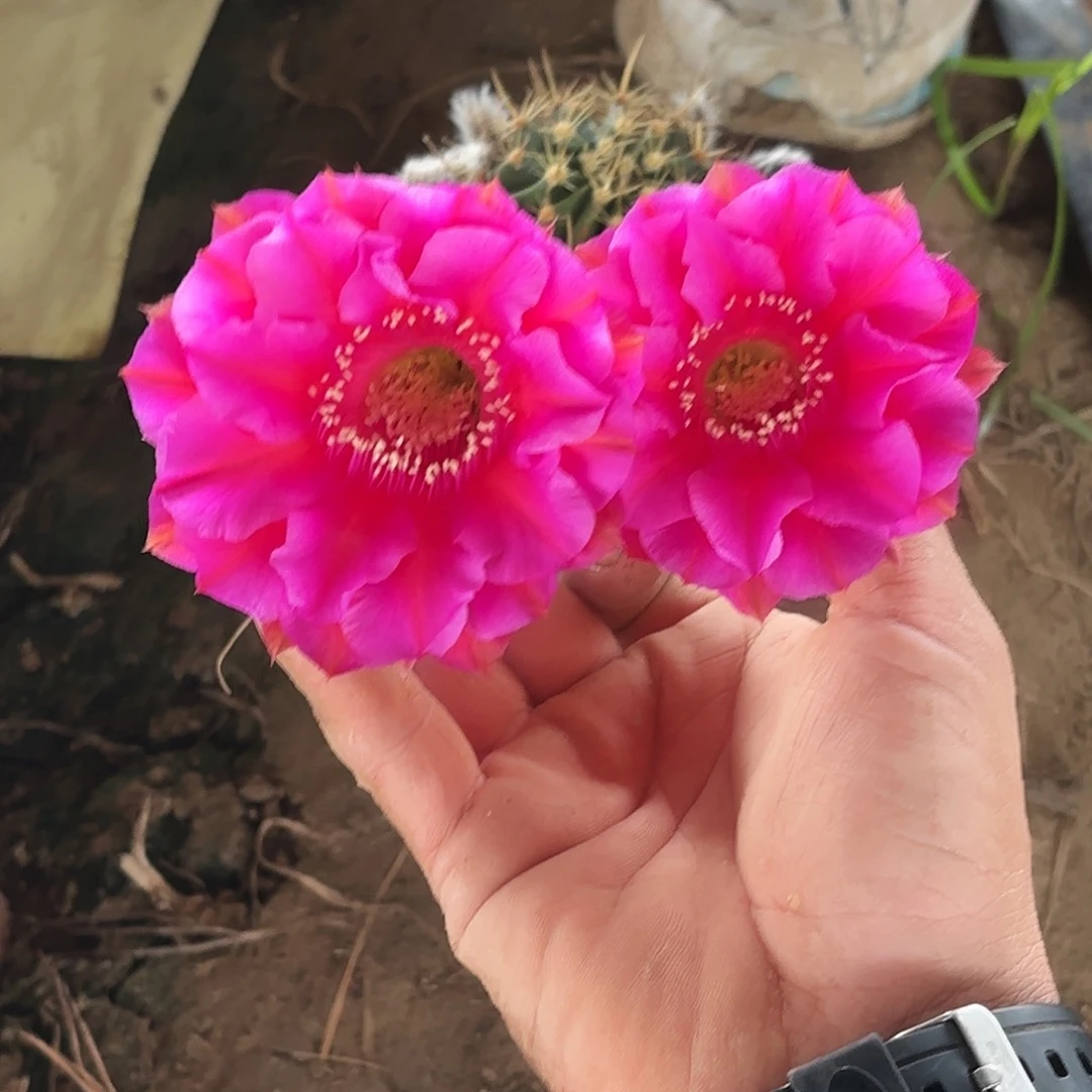 573 有根球球瑕20包邮