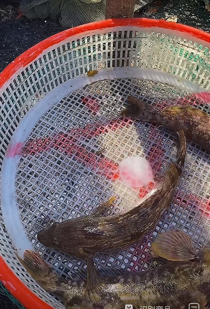 【大大黄鱼】 纯野生 保鲜不保活
