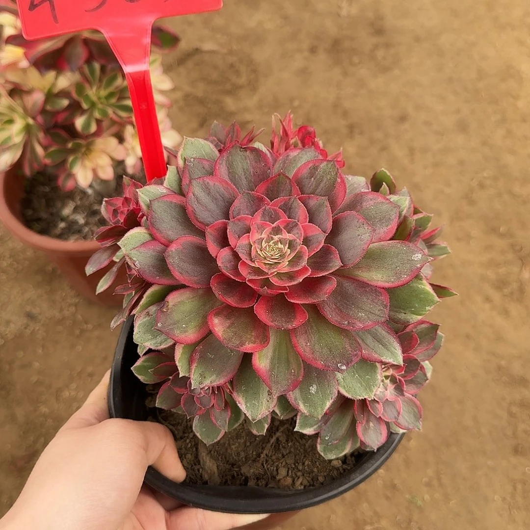 4523黑魔锦多肉法师