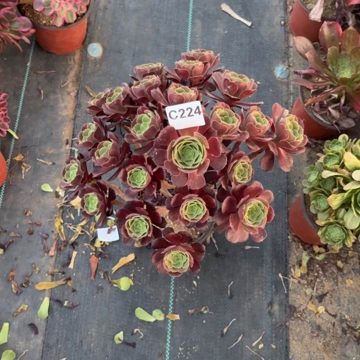 欧紫多肉植物不包损224