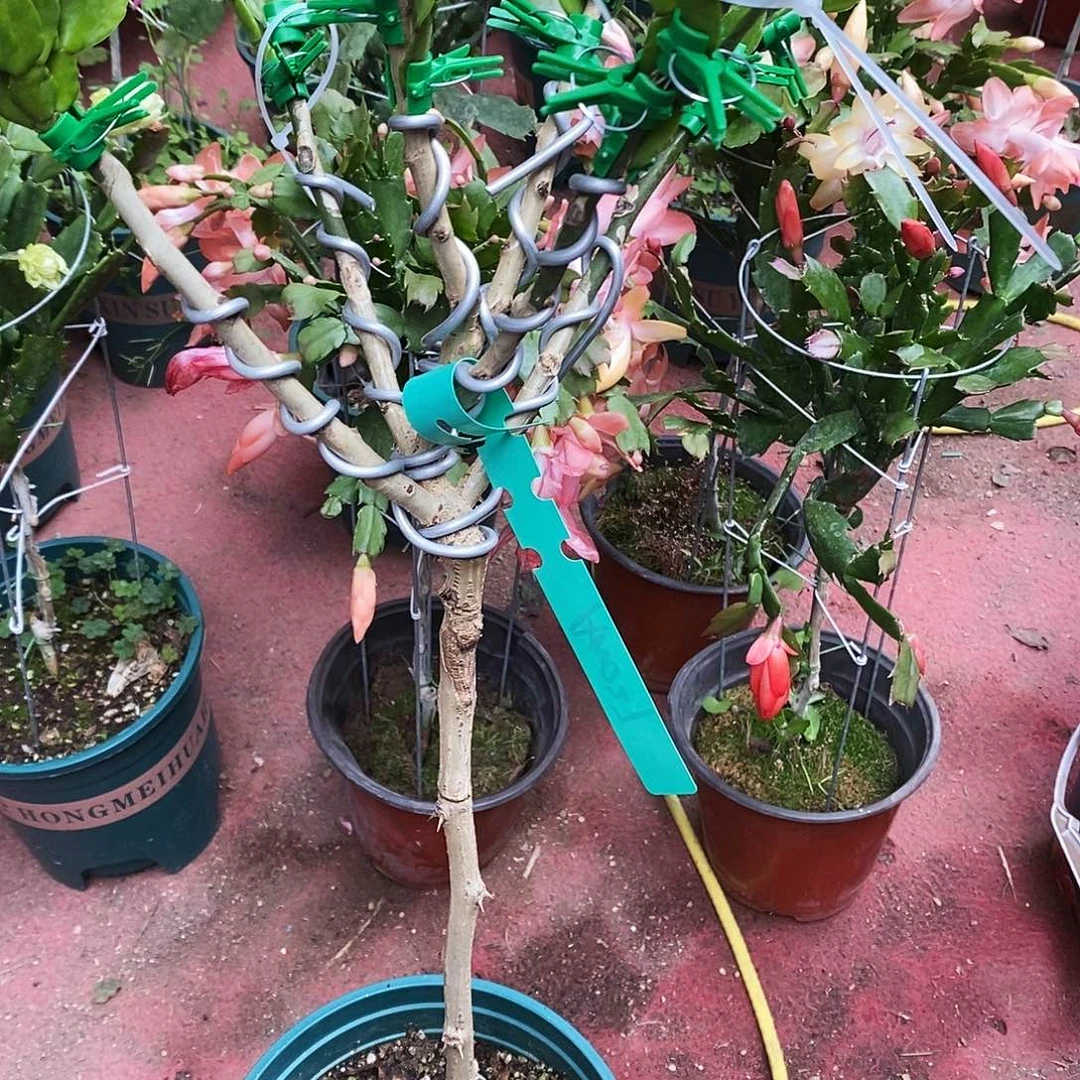 与***行完全开放福利款树型