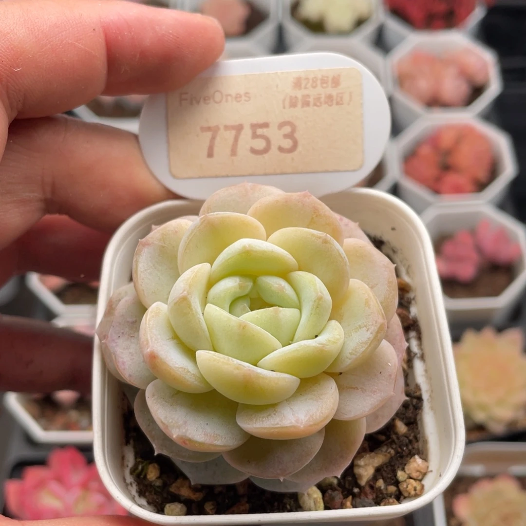 编号系列7753-5.5厘米