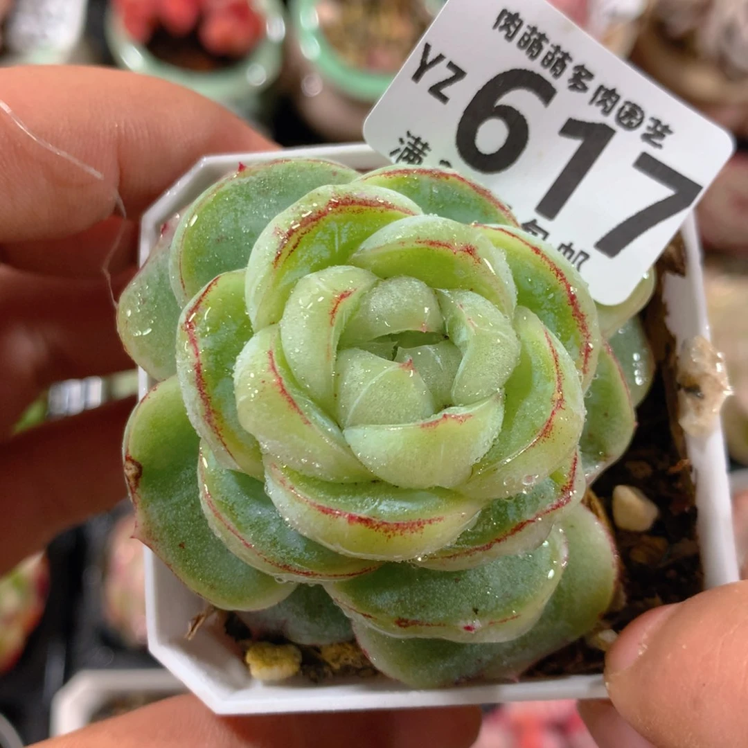 5CM拇指盆精控多肉YZ617