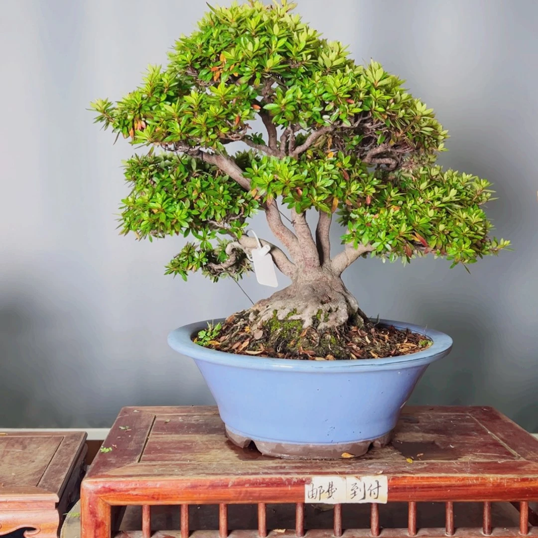 一***风完全开放七月的第一