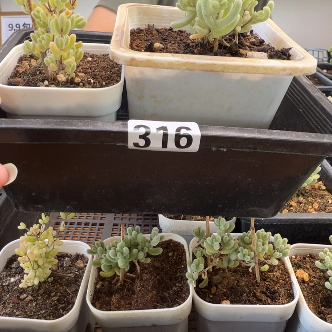 枝干番杏多肉植物316