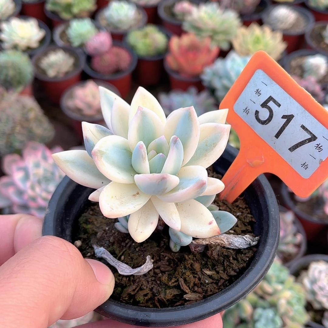 *****517号多肉植物盆栽