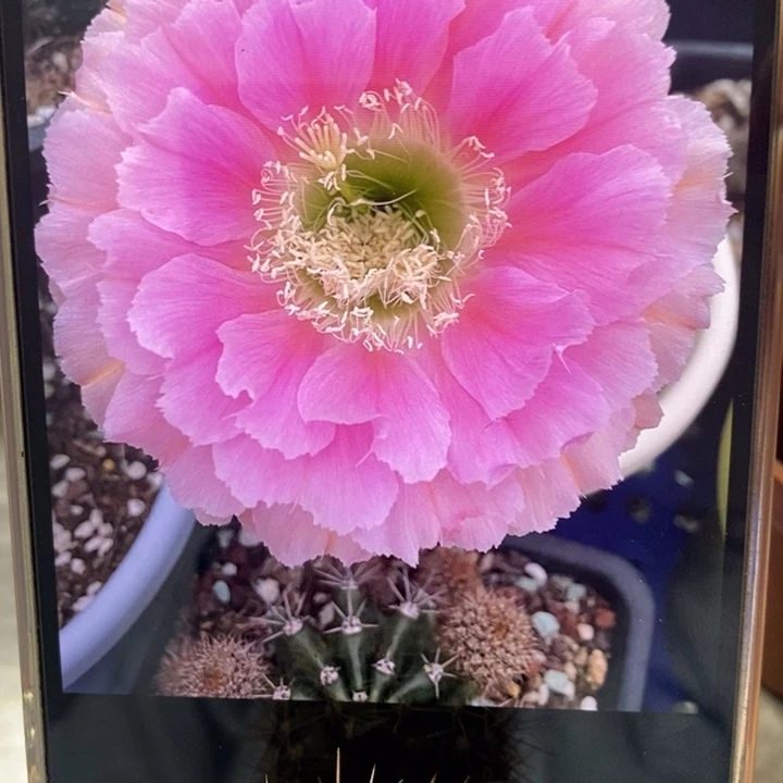 香香318号侧芽2.5-3公分左右
