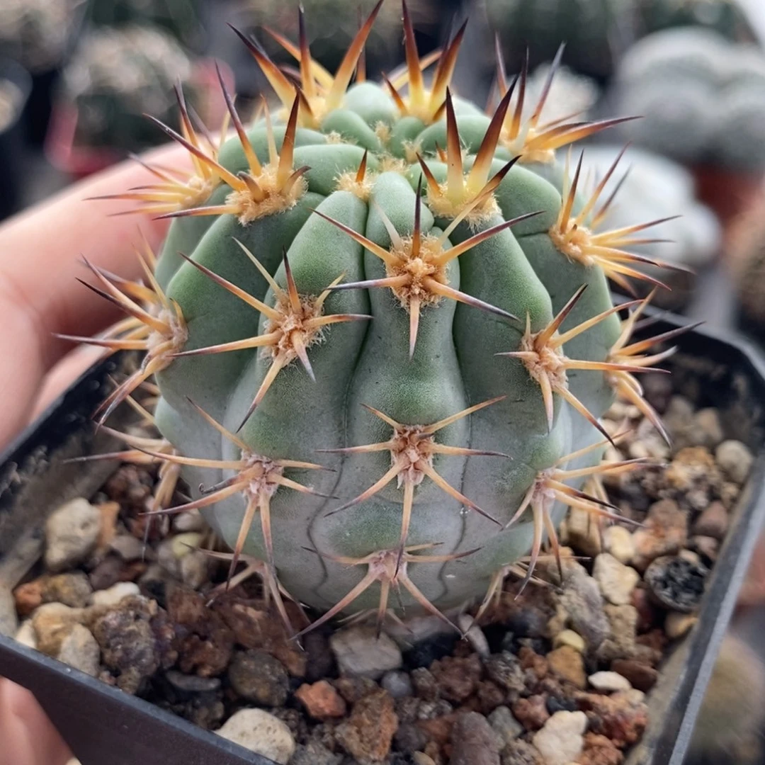 优选阿寒玉植播园艺