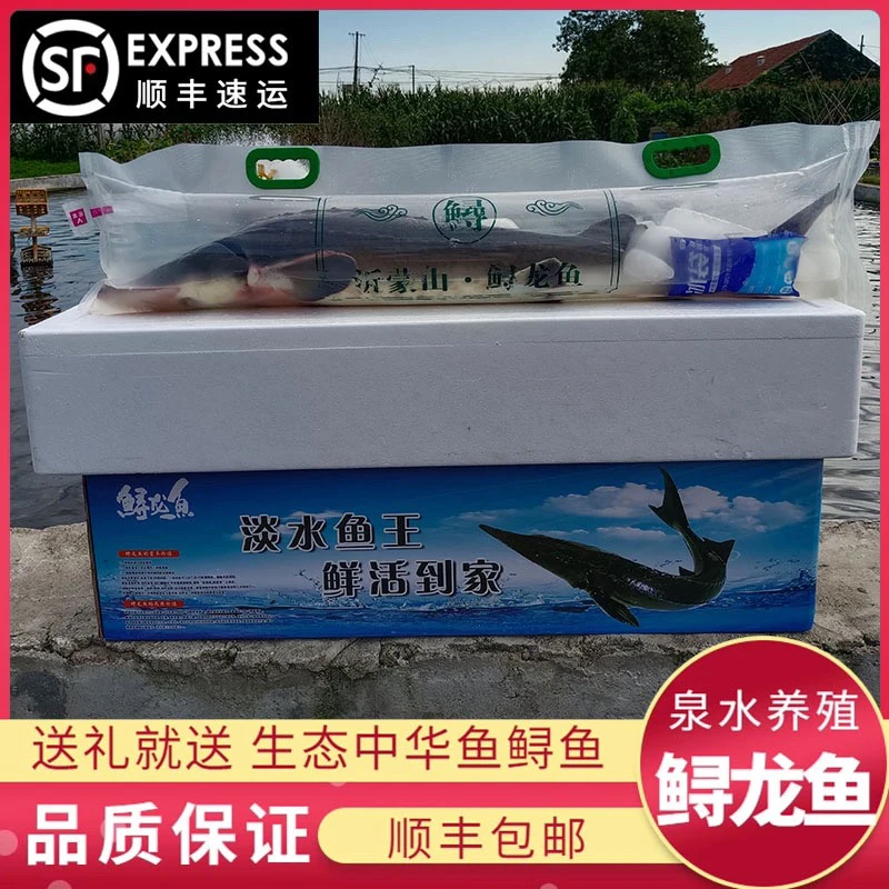 鲟龙鱼活鱼现杀顺丰直发新鲜到家软骨无骨食用鱼生鲜美食