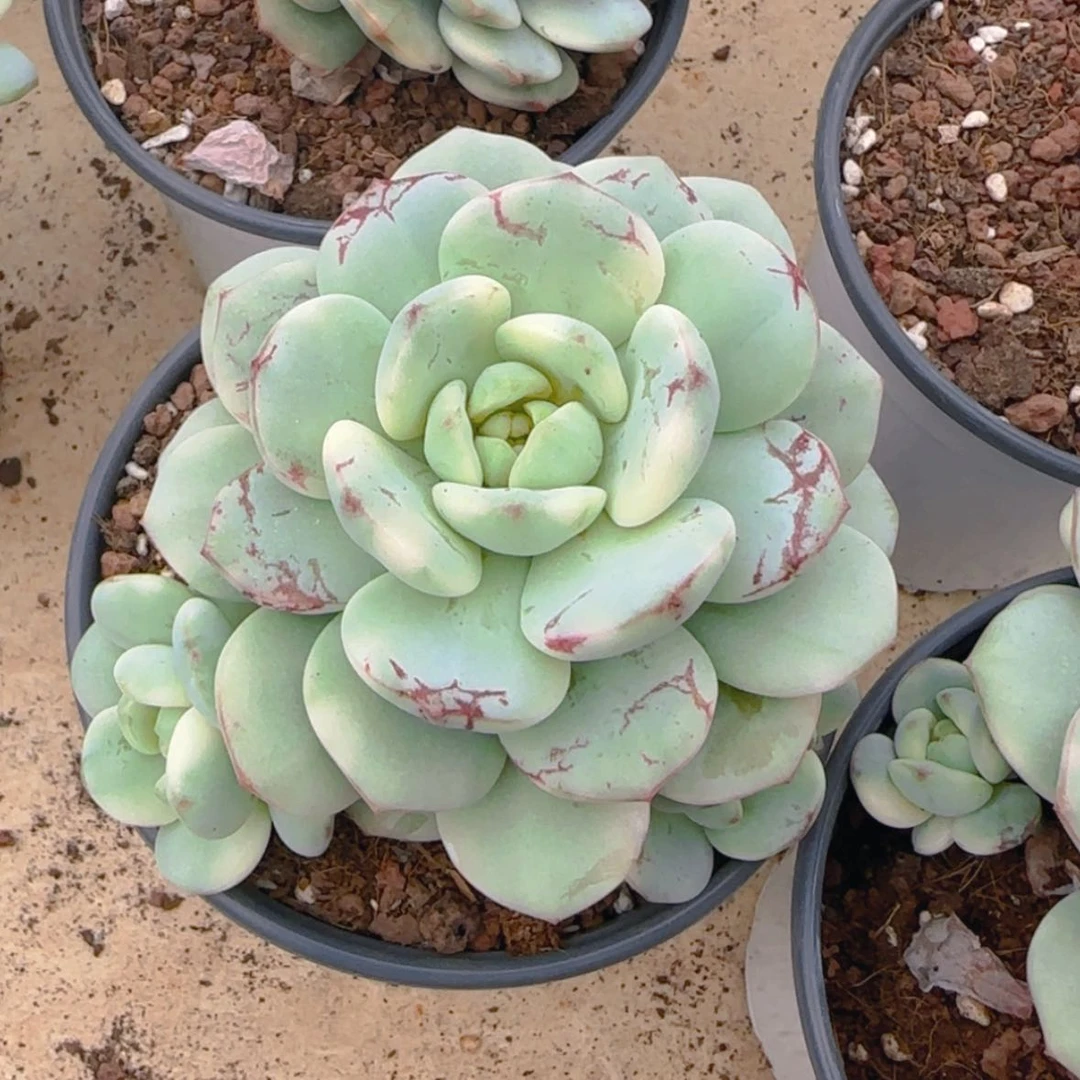 【闪购商品】香草锦9.9