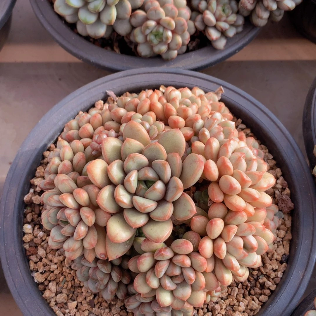 葡萄群15 公分一物一拍