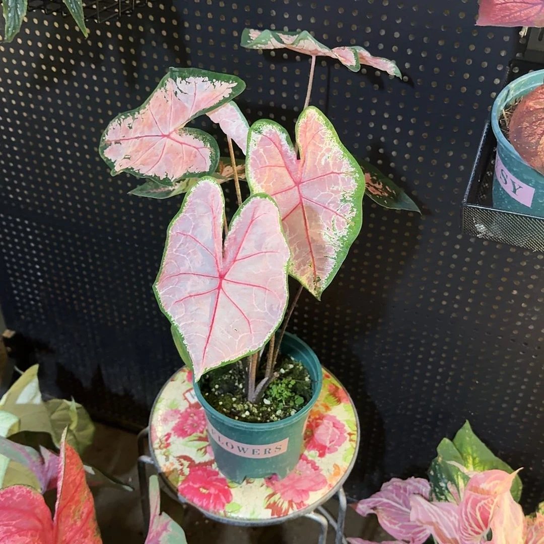 你***呀完全开放卡洛琳进口