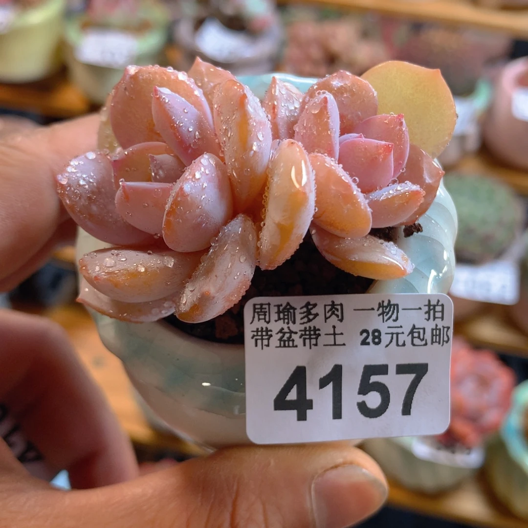 精控多肉植物4157