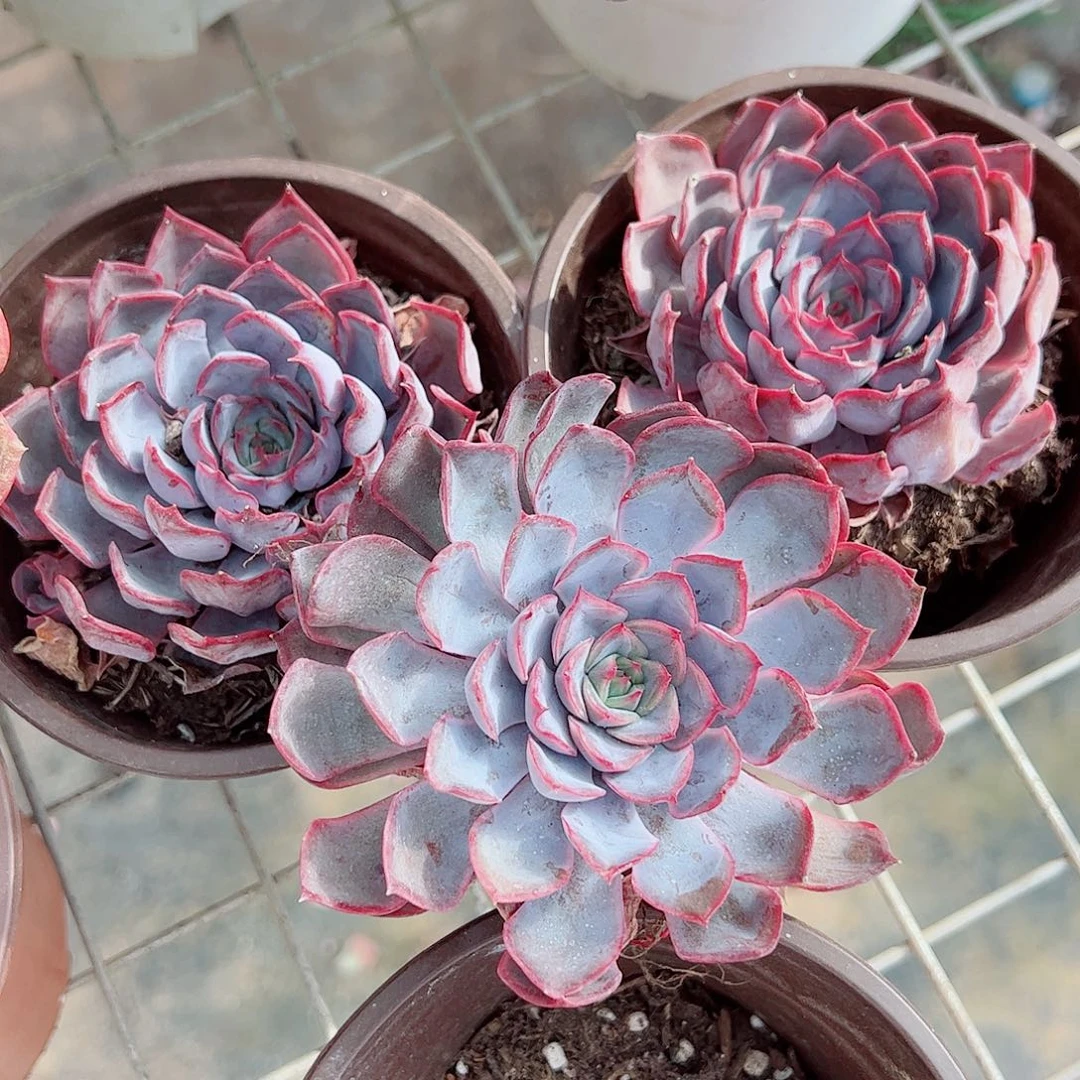 暗冰大单头精品特价