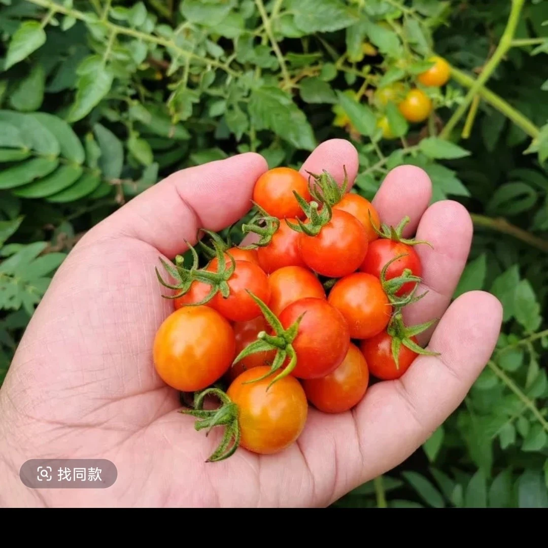 湘西 高山 小酱果 小西红柿 小番茄