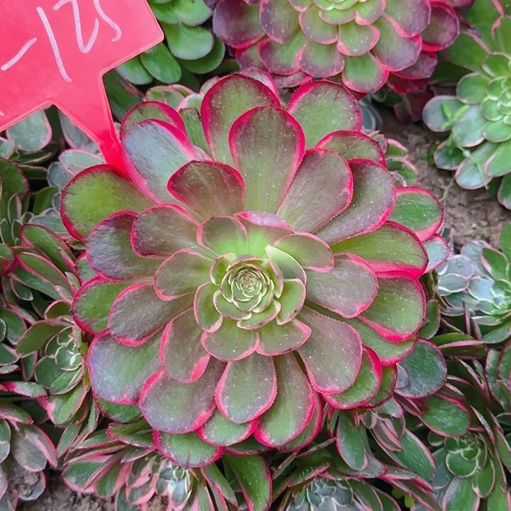 4-125粉花妖多肉法师