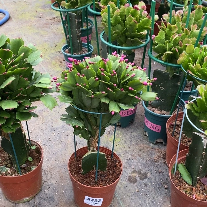 当前无花栽培后可以开花492嫁接砂轮