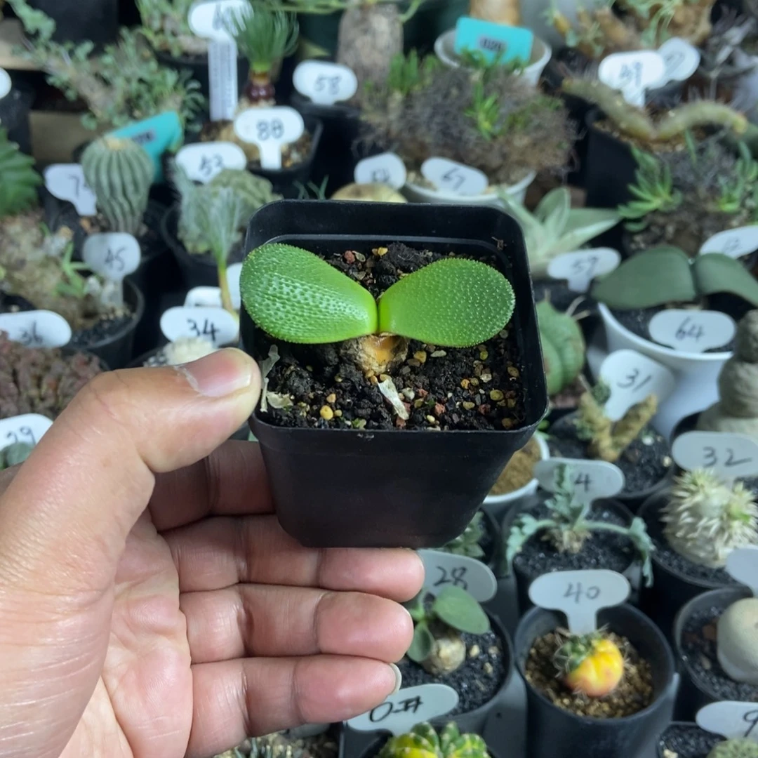 钢锉灯台百合一个