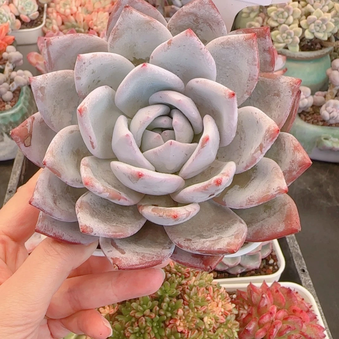 多肉植物6463…………….