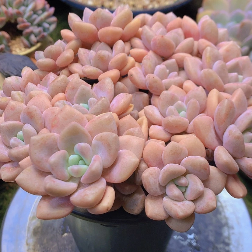 【闪购商品】彩虹克洛伊