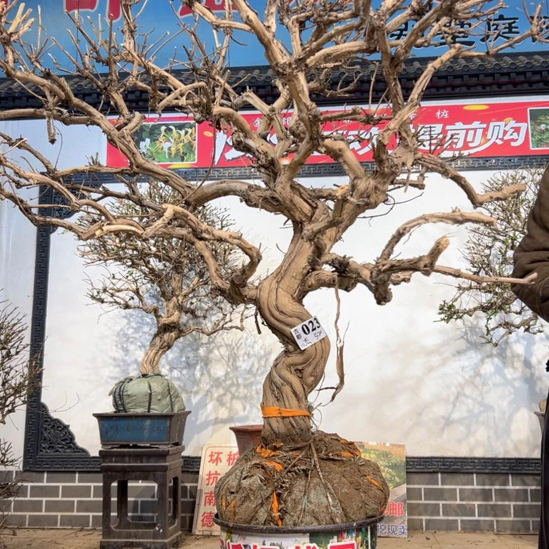 无花朵金银花888888888888888
