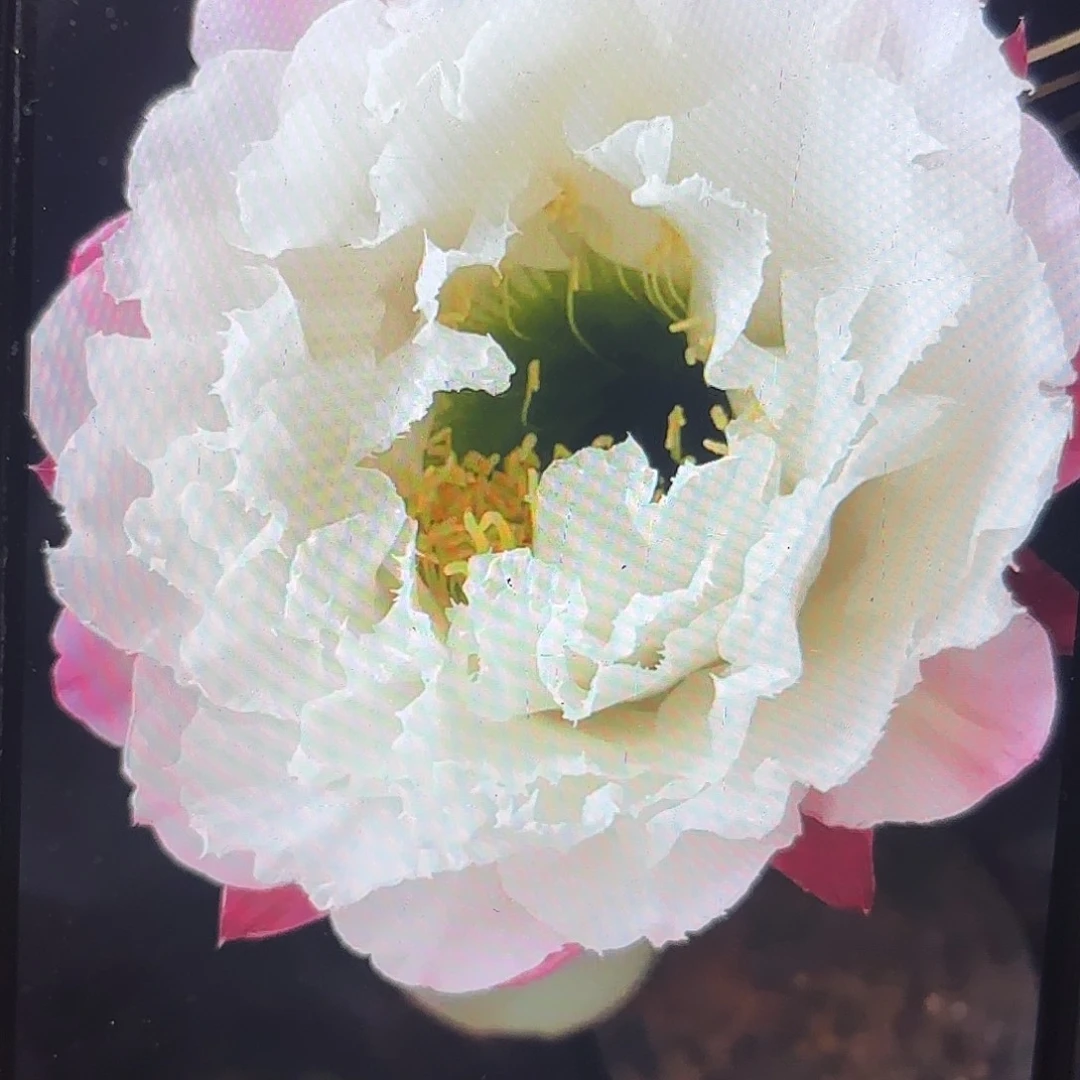 白牡丹毛侧牙20包邮仙人球9