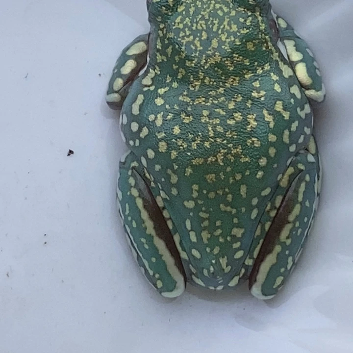 老爷树蛙24h蓝子代26号顶级精灵蓝