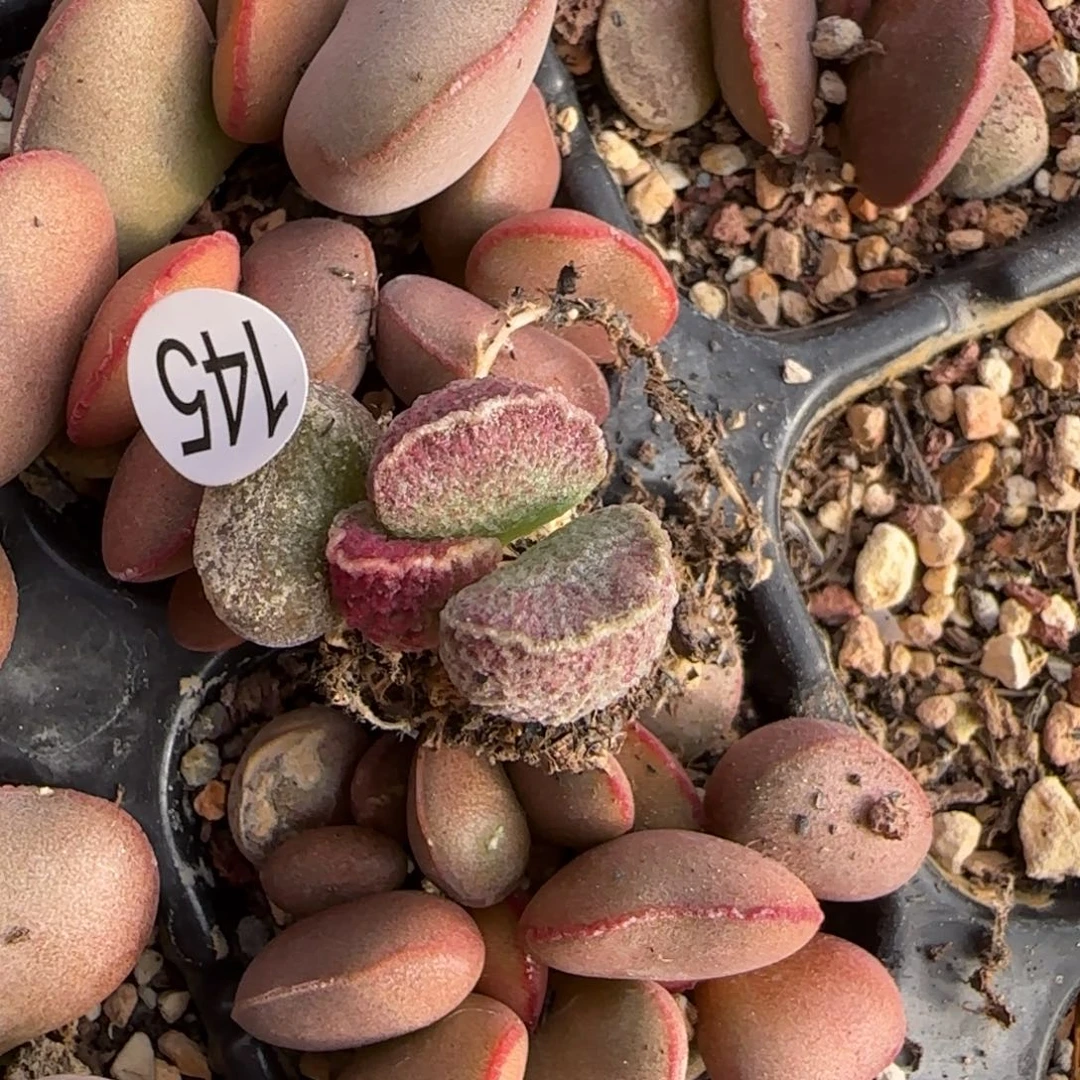 ?**心哈默猪肝多肉水泡植物