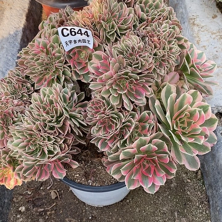 多肉植物女巫缀644多肉