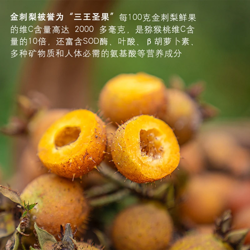 【小汪专属】贵州安顺金刺梨鲜果 天然维C王 新鲜现摘现发 产地直邮