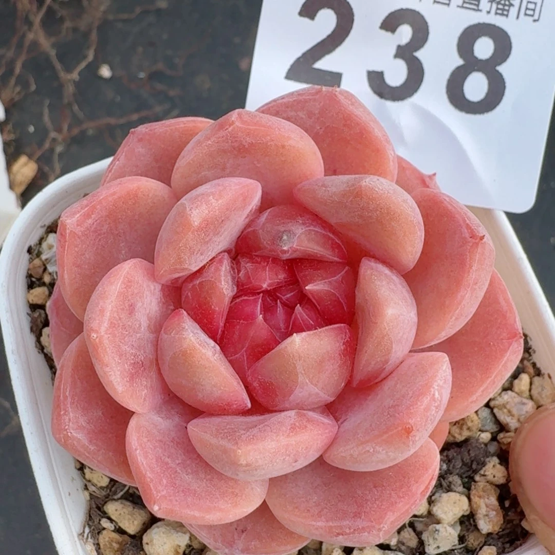 草莓啵啵         多肉植物