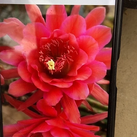 仙人掌爱博28 cm以上有根