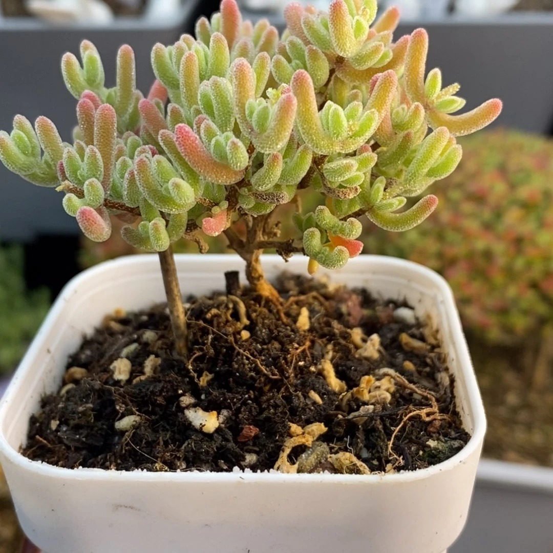 完全开放21号冰晶枝干（6,5cm）