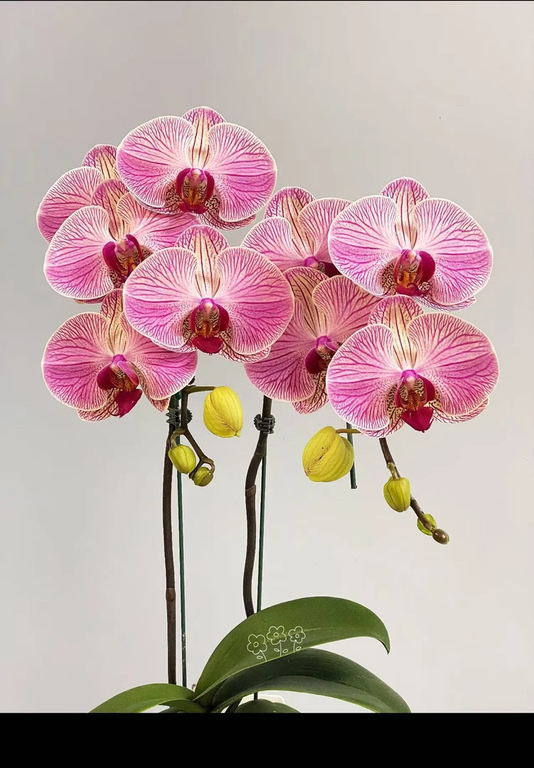 花大王【和弦】出梗苗3.5杯带花剑 黄粉色蝴蝶兰