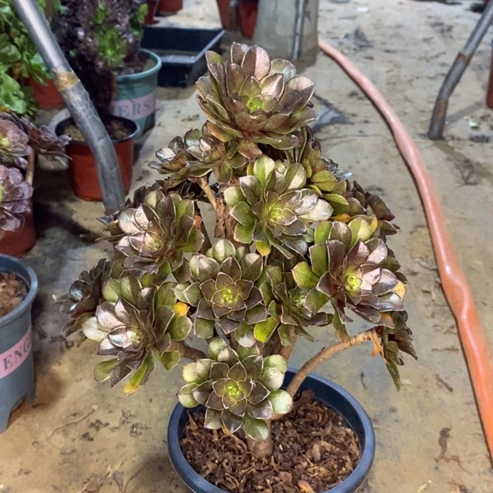 灰法多肉植物34。