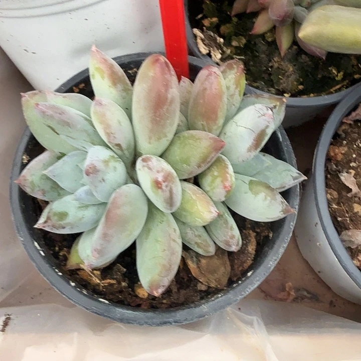 多肉植物一物一拍733