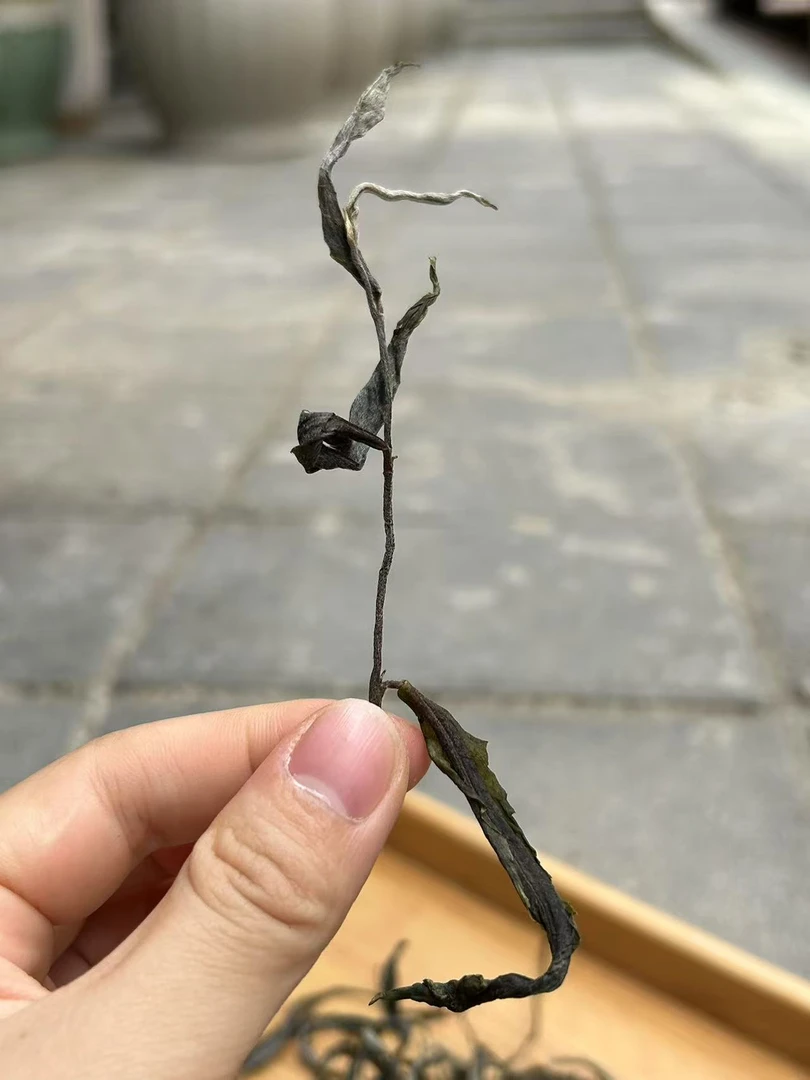 2024年熟茶 老茶头