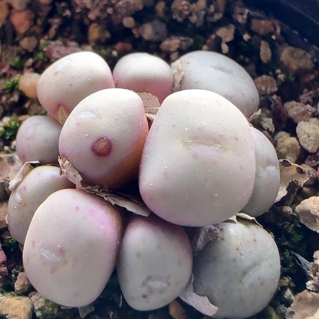 脱土发货哦25184