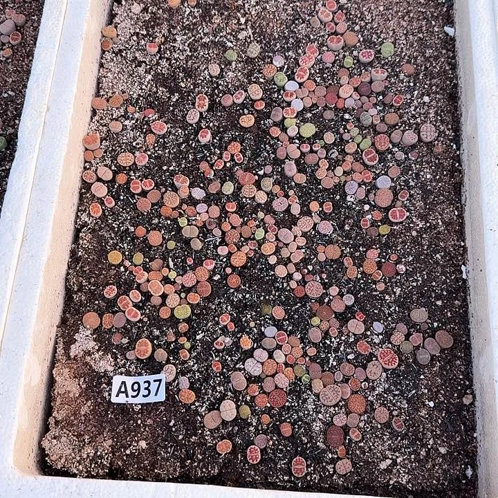 937生石花整筐脱土发货