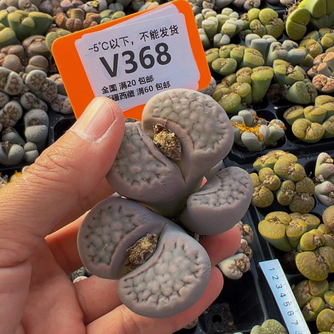 368 一物一拍，默认有伤，介意勿拍，不退不换