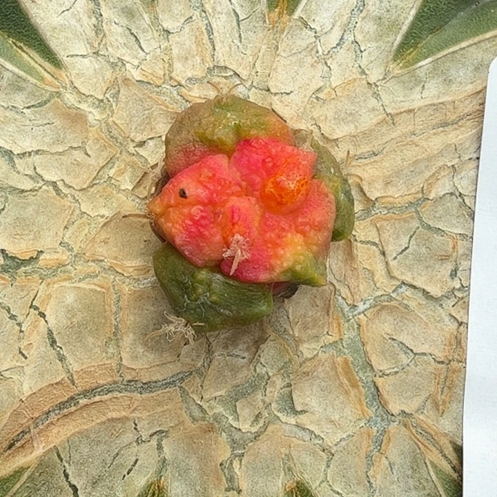 无花朵大尤哥怒锦565