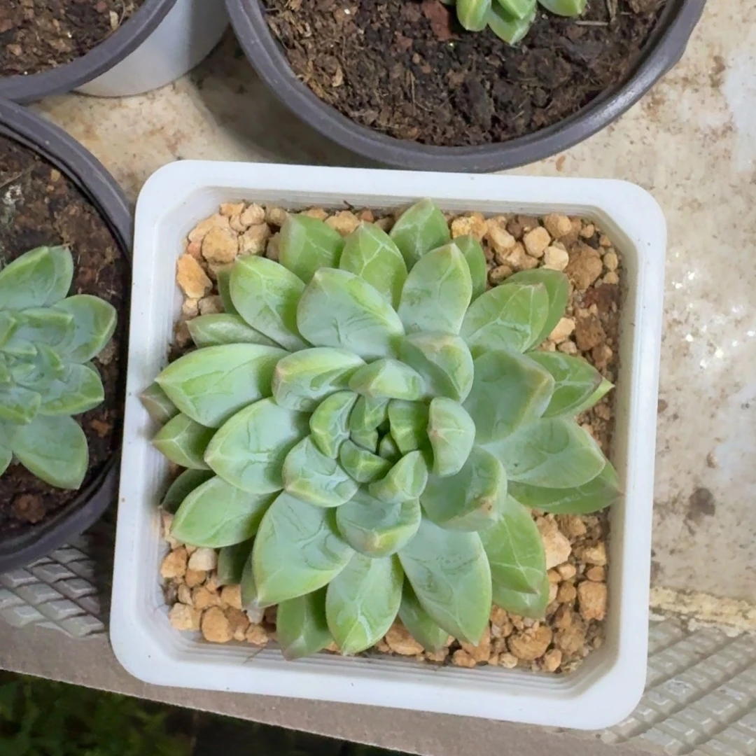 水晶萝莉 双头 一物一拍