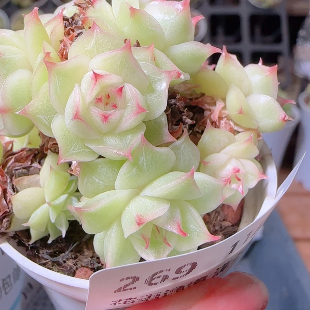 花语逸镜1101-269散