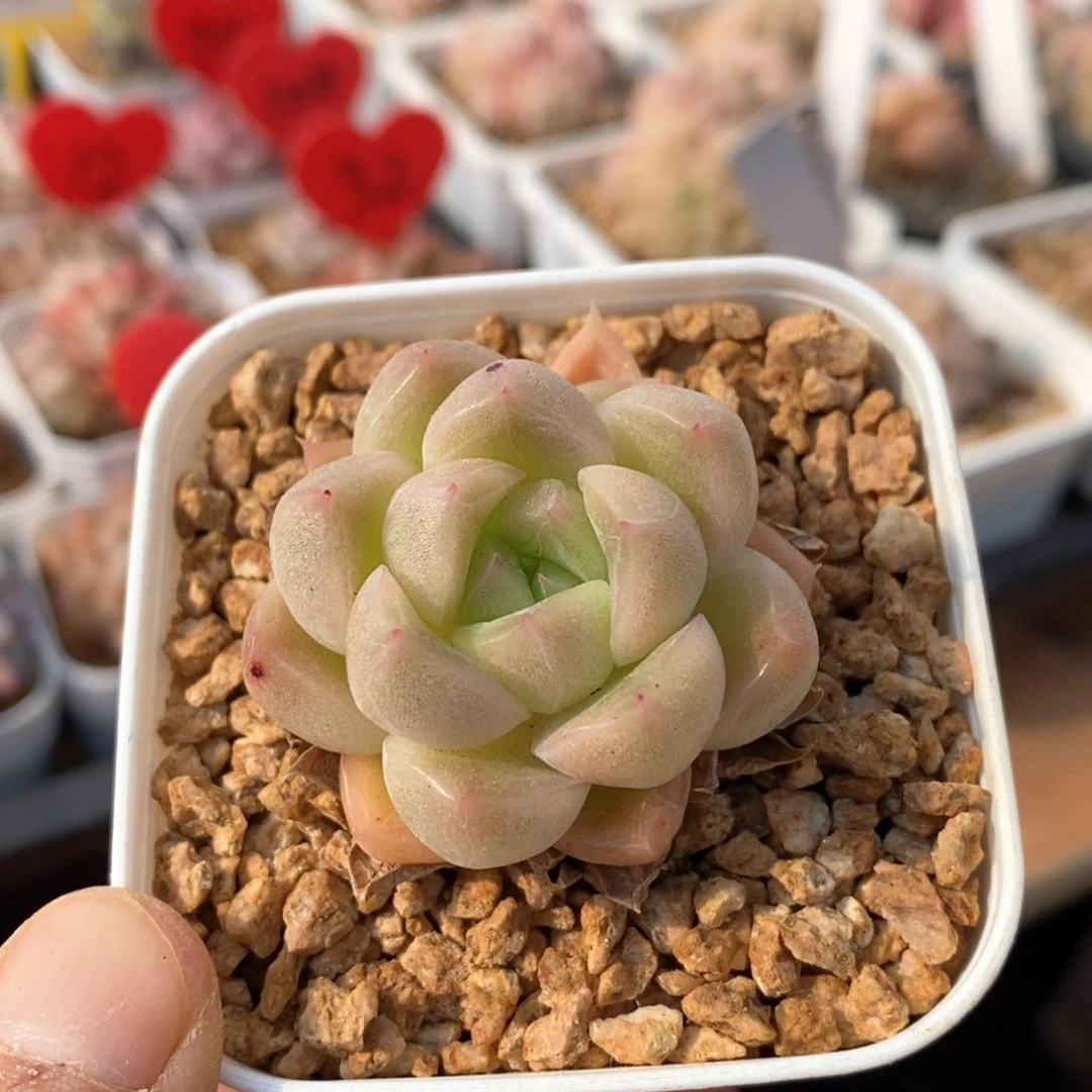 精品多肉一物一拍不包整013