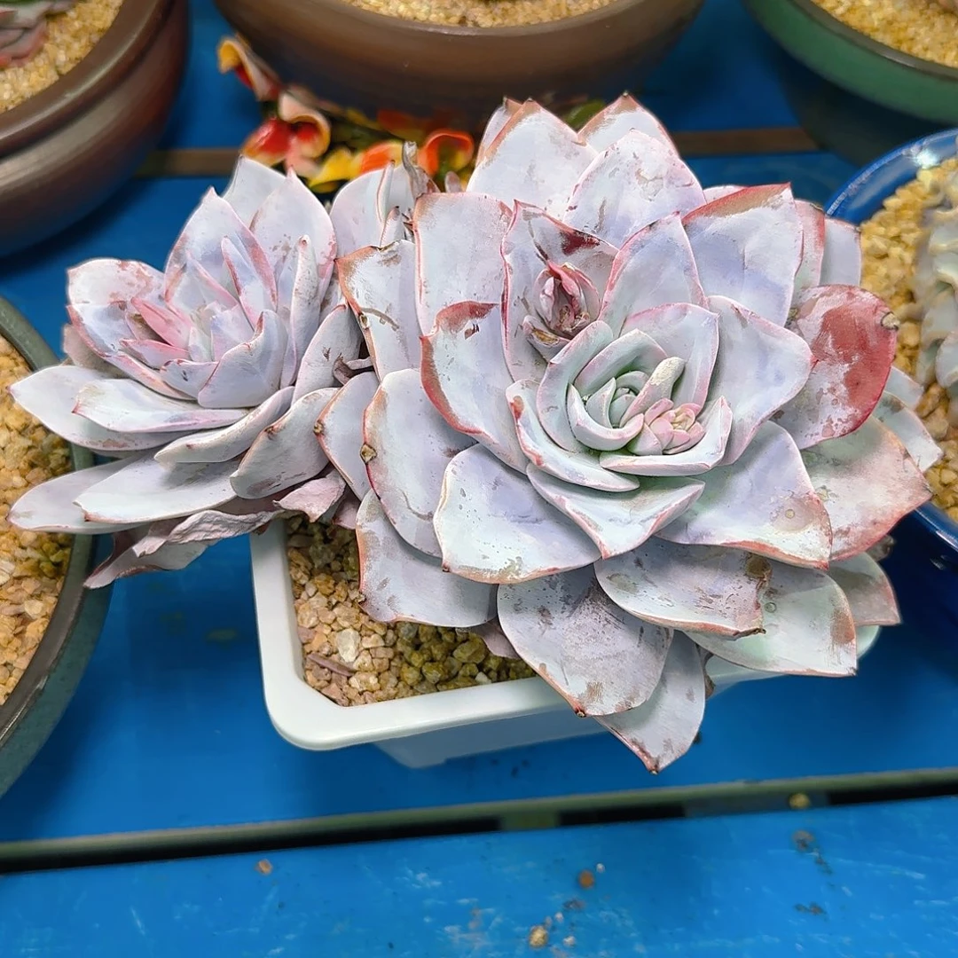 多肉植物不带盆发货