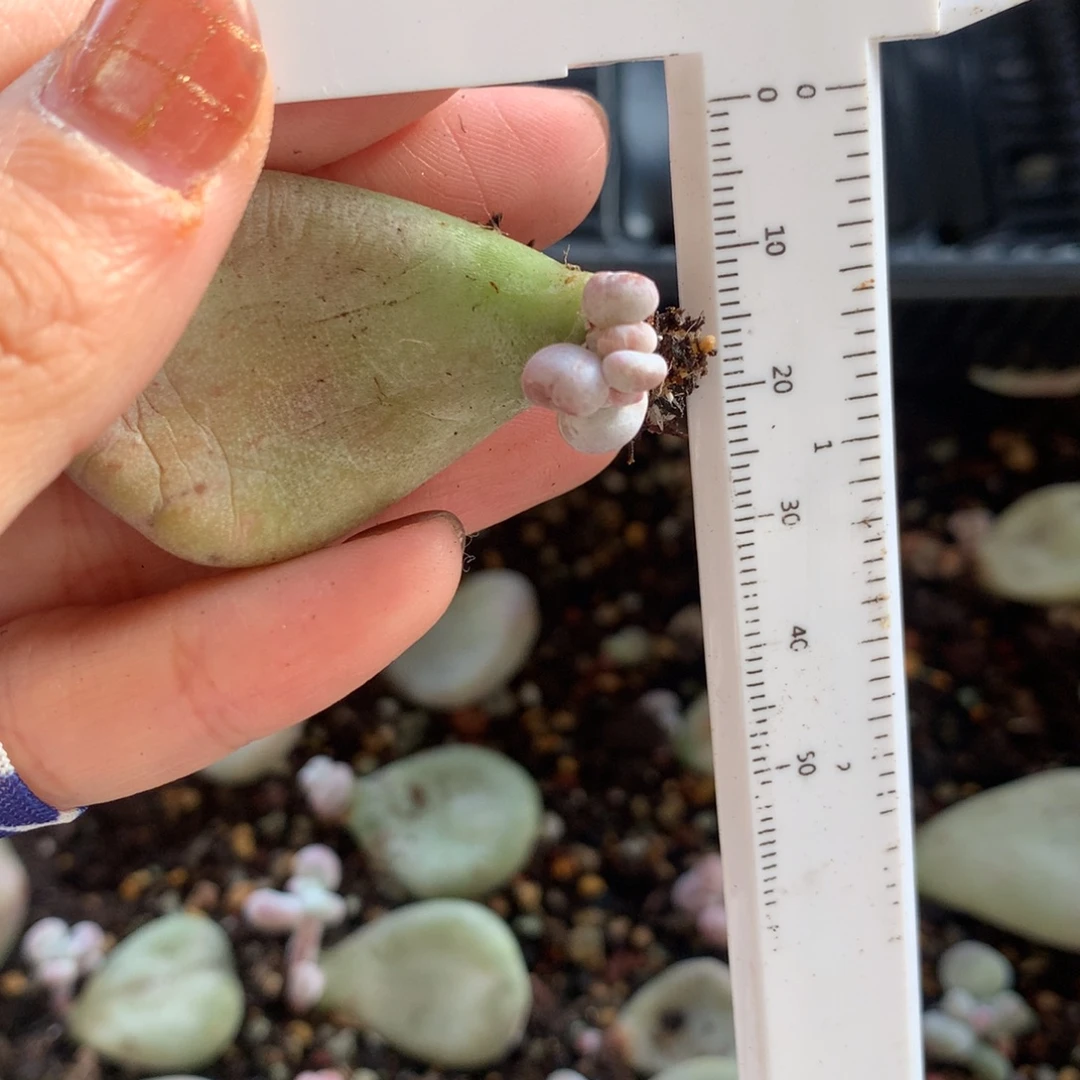 油煎奶酪 不满28发到付，发一片叶，~